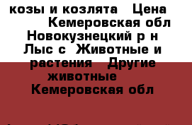 козы и козлята › Цена ­ 7 000 - Кемеровская обл., Новокузнецкий р-н, Лыс с. Животные и растения » Другие животные   . Кемеровская обл.